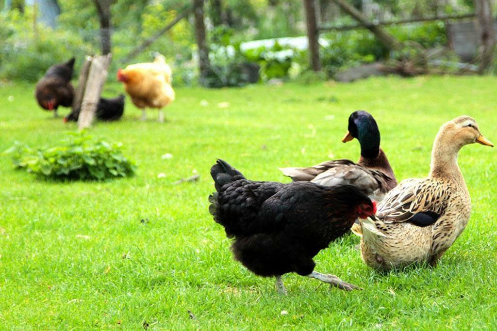 Gite De La Ferme De La Cote Les Damps Exterior foto